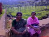at tea plantations near High Field tea factory